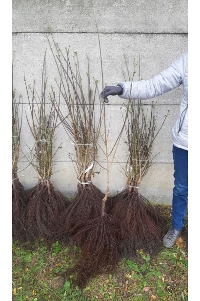 Кизил плодовий Кораловий - саджанці голий корінь